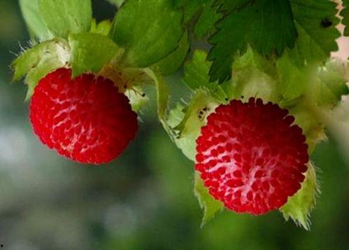 蛇草莓,神秘果实背后的故事